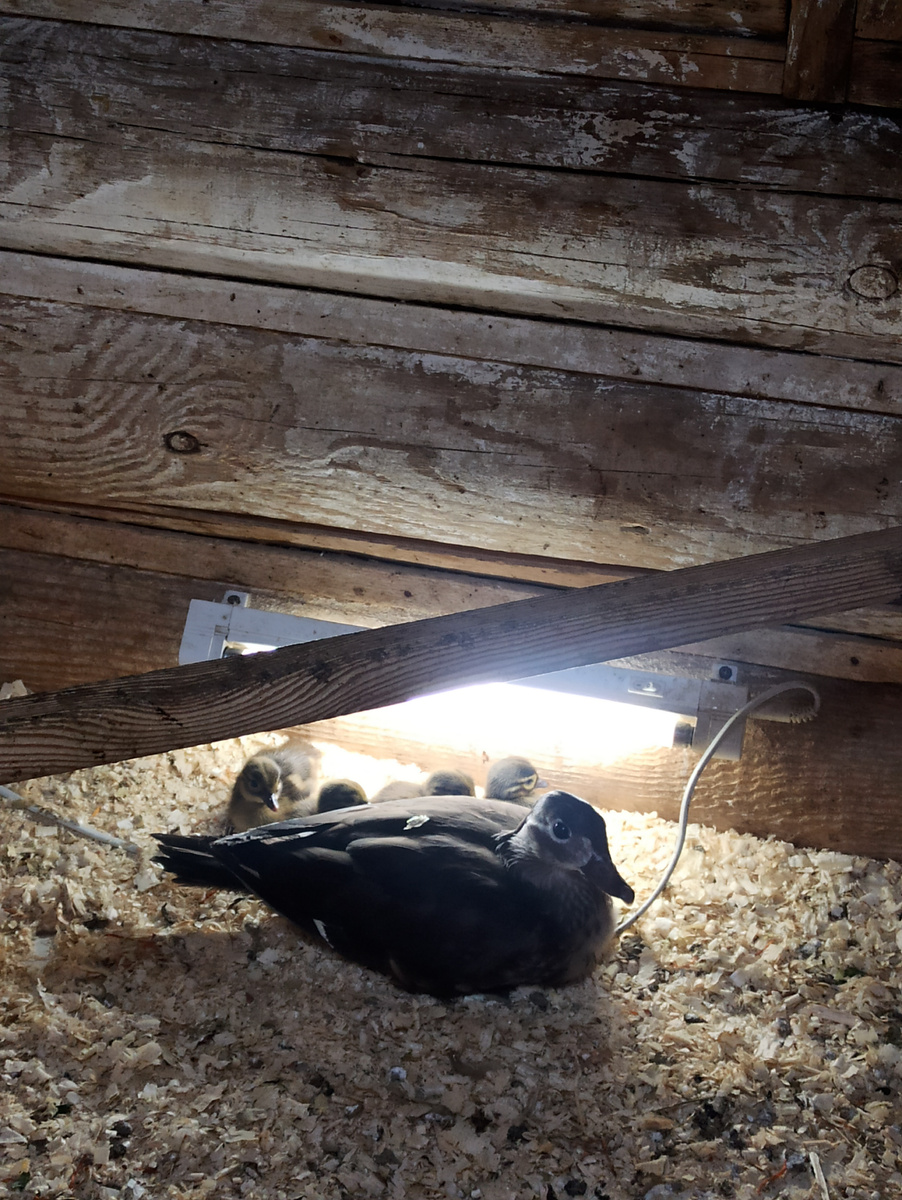 Утка-мандаринка с утятами