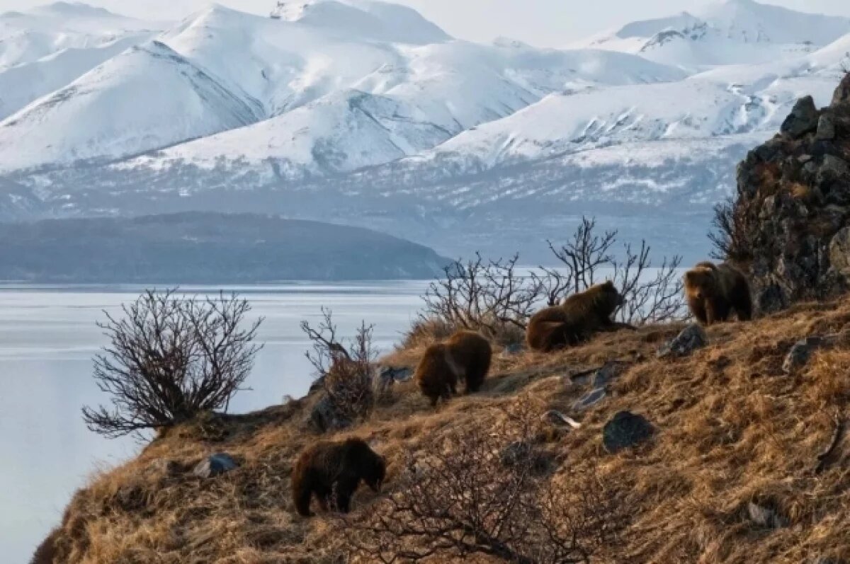    Шпиленки закончили снимать сложный этап пробуждения медведей на Камчатке