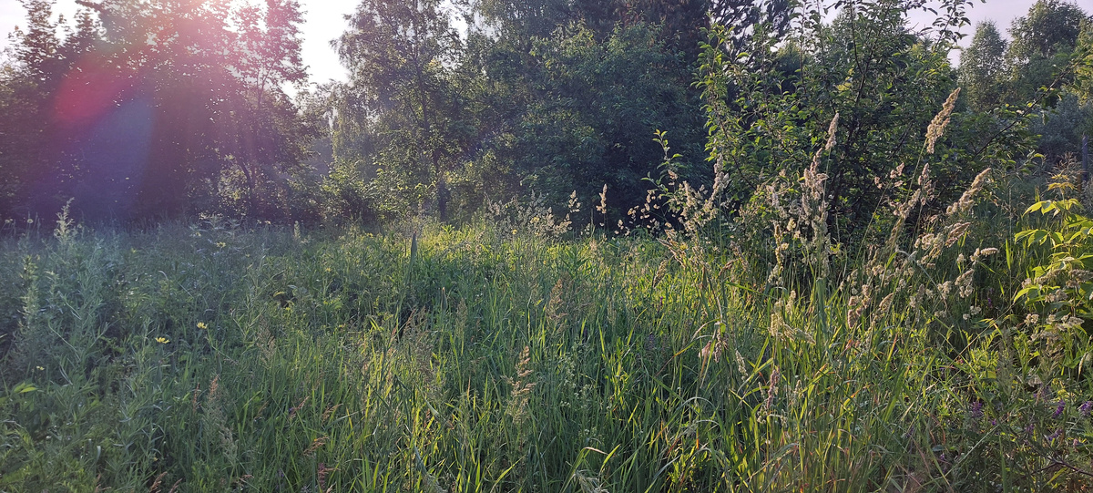  Утром из окна. И хорошо, что младшая дочка прикрепила к окнам отражатели. Иначе на веранде нагревалось от этих прямых лучей солнца очень быстро, а так и видно отлично и не припекает с первых рассветных лучей.