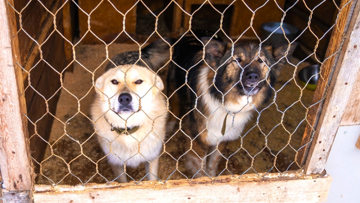    В Нефтеюганском районе пройдёт ремонт в муниципальном приюте
