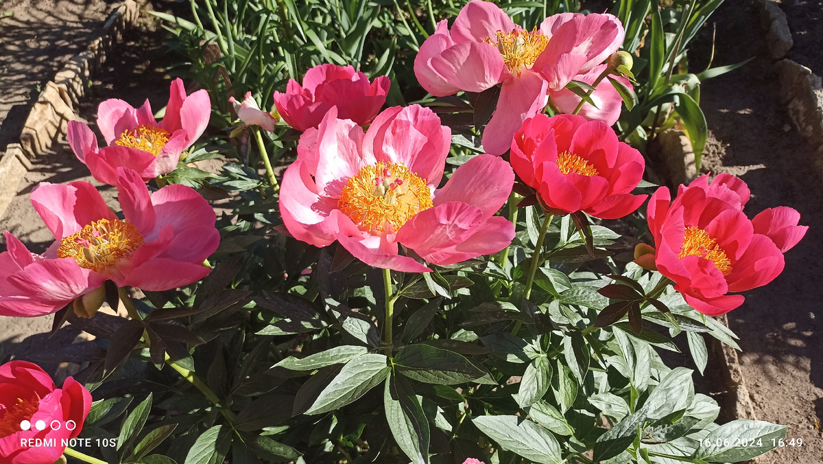 Цветки этого пиона настолько большие, что входят в мои две ладони. Фото автора.