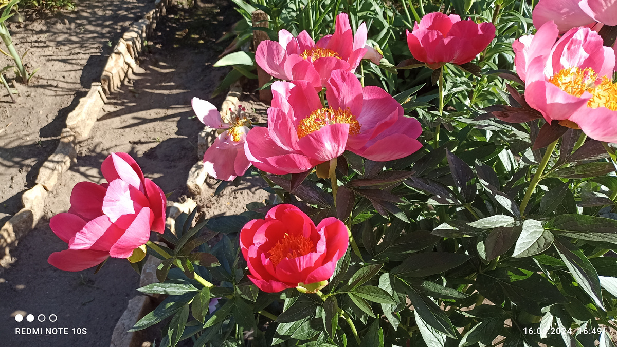 Пион. Фото автора.