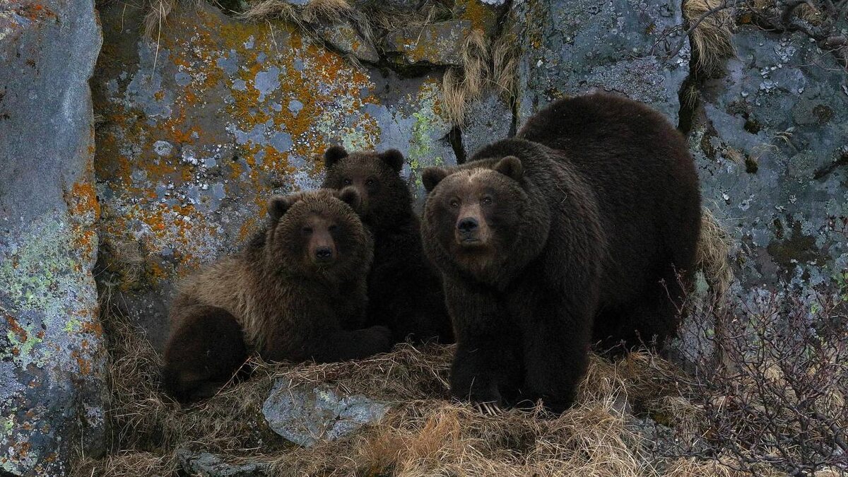 Фото: Медвежья семья на мысе Тугумынк на Курильском озере / Дмитрий Шпиленок