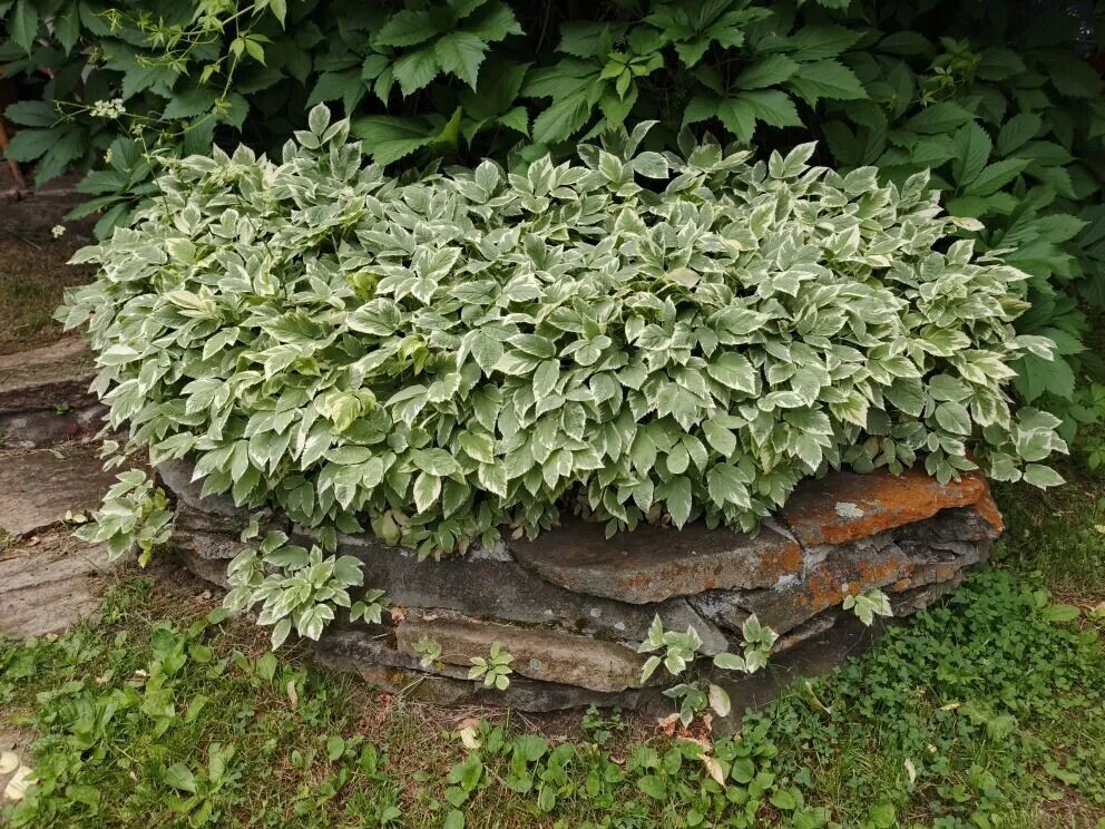 Сныть в "каменном мешке"