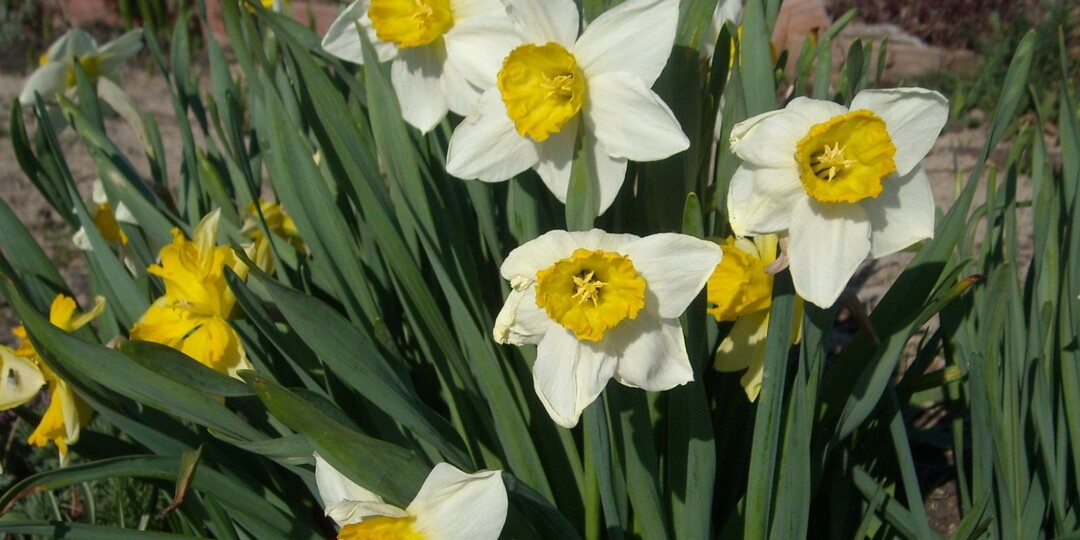 Когда выкапывать тюльпаны и другие луковичные после цветения