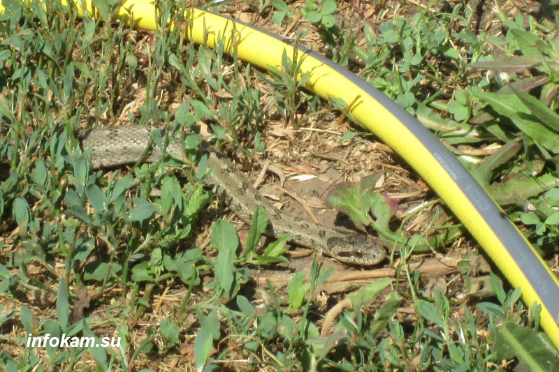    «Увидев меня, она бросилась наутёк — сначала в другую клумбу, а затем мимо поливного шланга прочь за забор...»