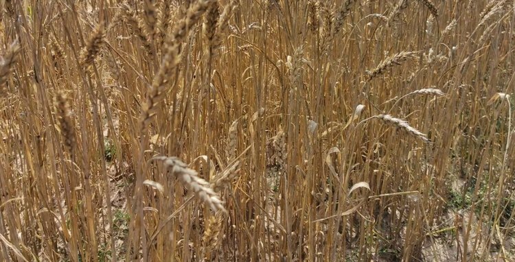    Биоуголь из пшеничной соломы после модификации магнием улучшает здоровье почвы