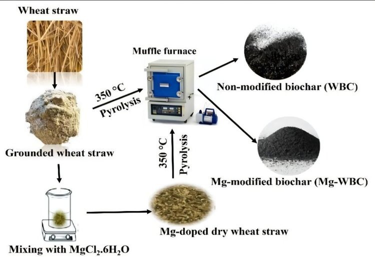     Биоуголь из пшеничной соломы после модификации магнием улучшает здоровье почвы
