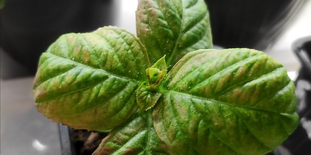 Паутинный клещ на гортензии!