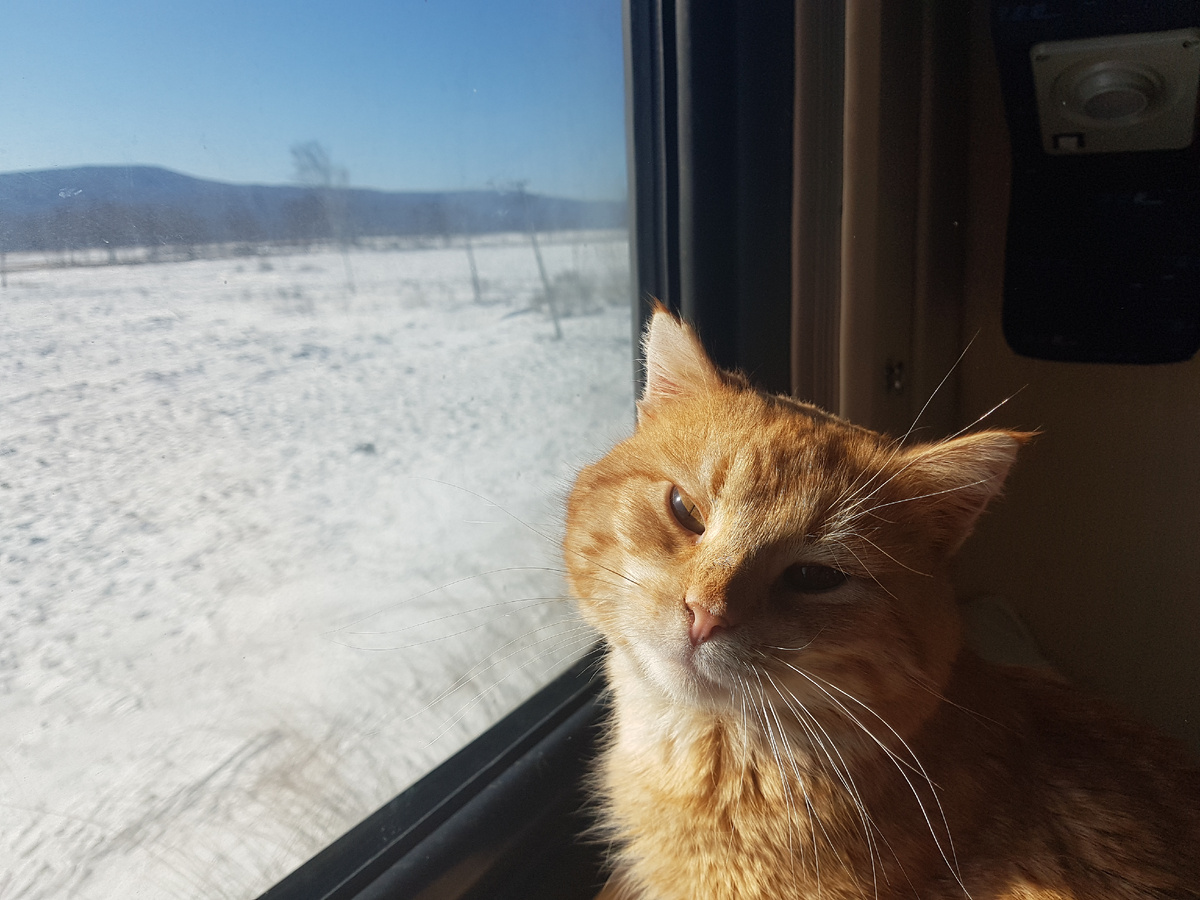 Лёвушка в поезде 