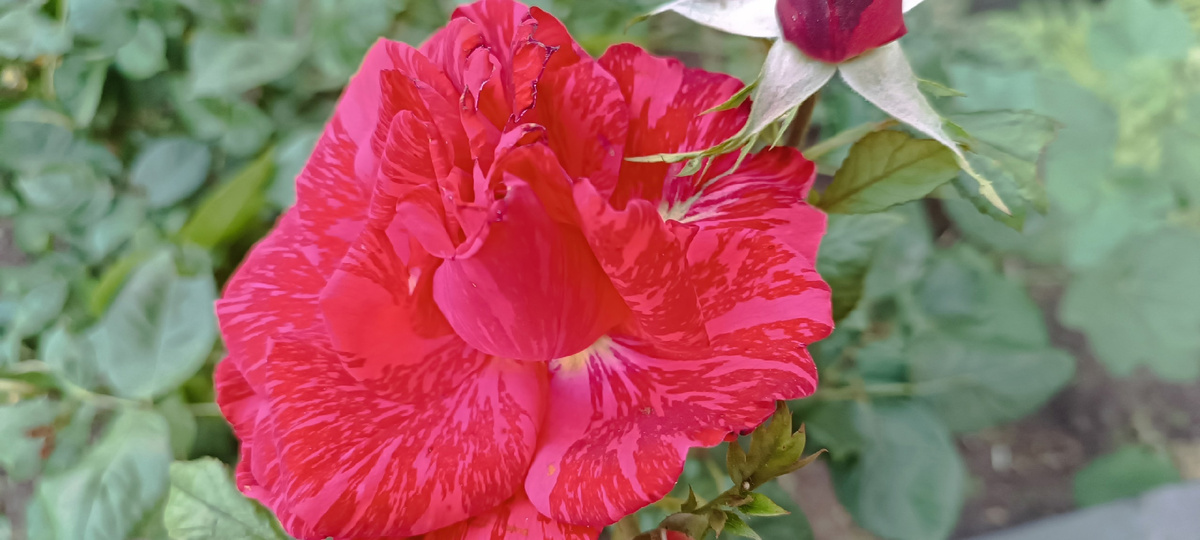 Роза под соседним домом