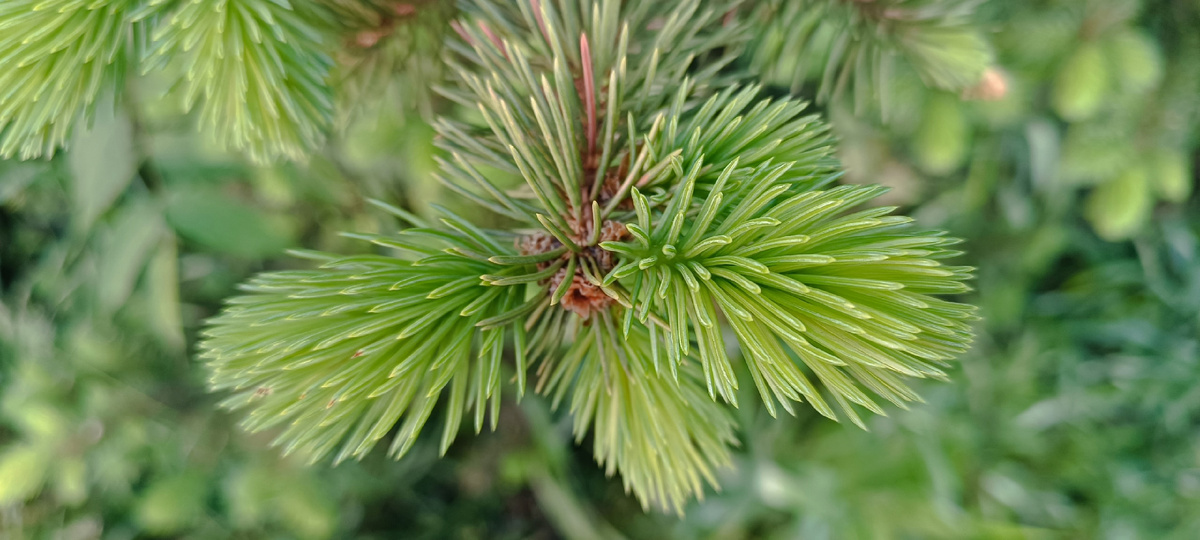 Ель молоденькие веточки