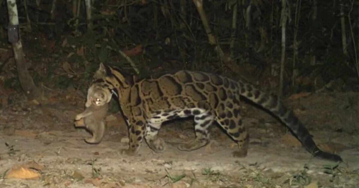    Фотоловушка сделала первый в истории снимок охоты дымчатого леопарда на толстого лори / © Ghade et al., Journal of Wildlife Science, 2025