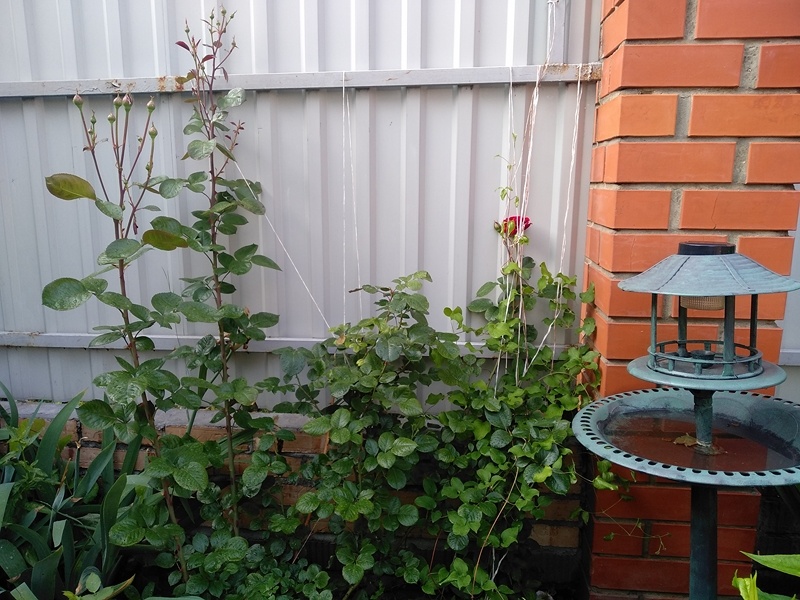 Сплелись клематис и плетистая роза