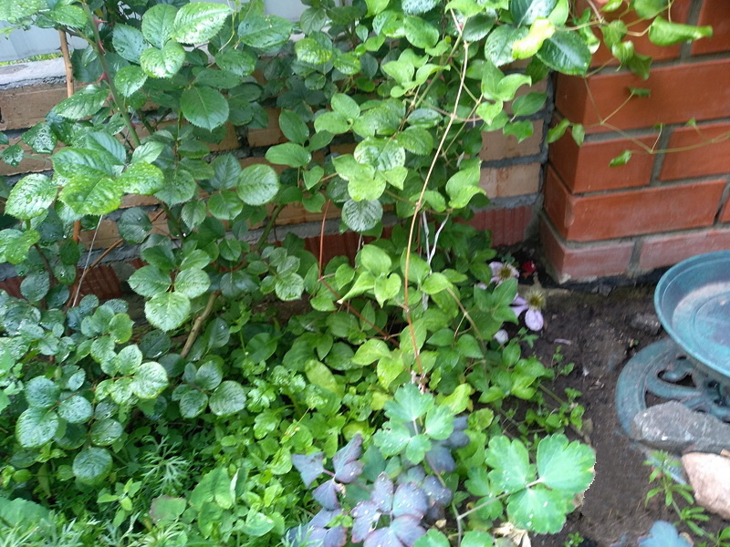 Нижняя часть растений