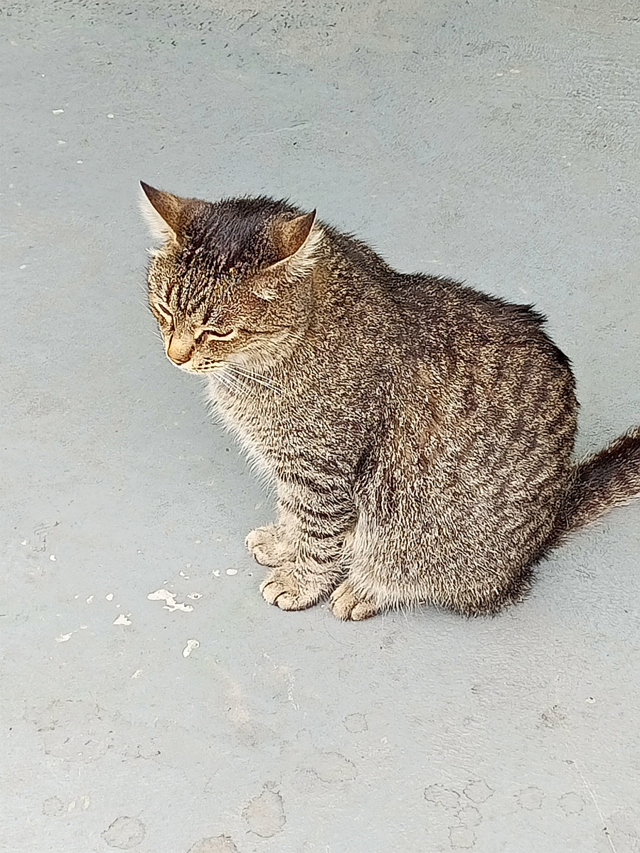 Фото автора. Братья наши меньшие 