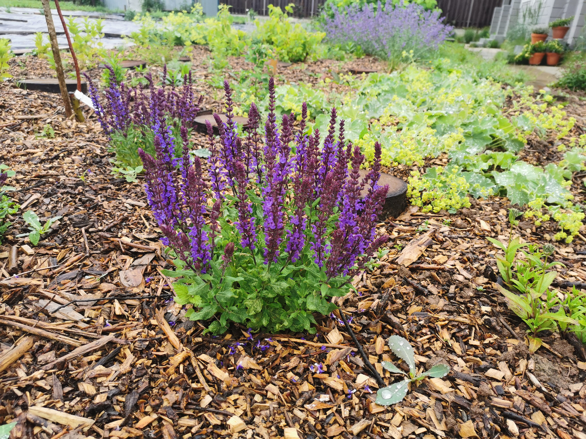 Caradonna в цветнике