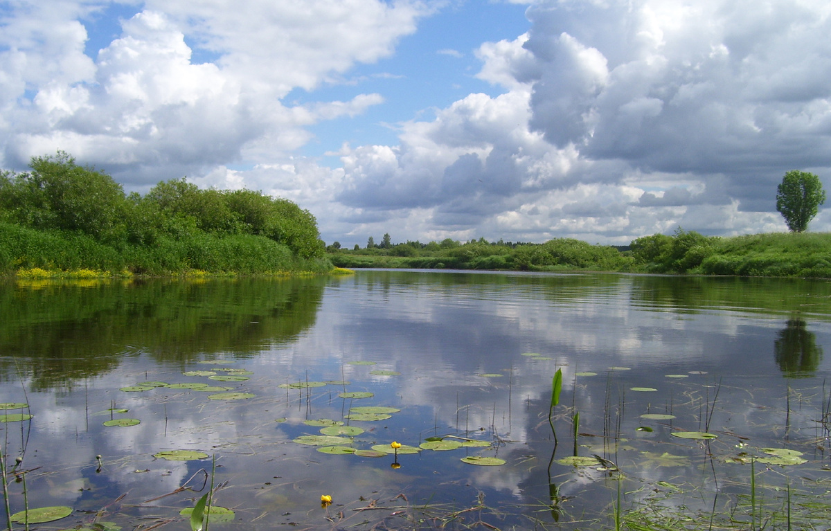 Река Сороть в июне
