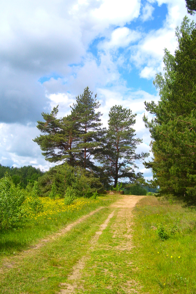 Легендарные, воспетые А.С. Пушкиным, Три сосны- 