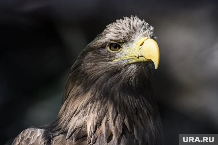 Орлан-белохвост самая крупная птица Пермского края (архивное фото). Фото: Владимир Жабриков © URA.RU