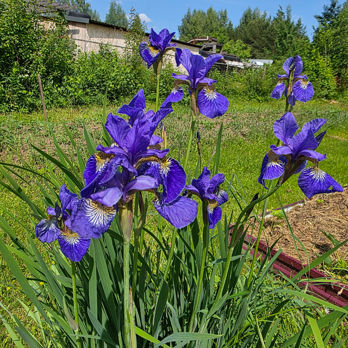 Распустились цветочки: ирисы