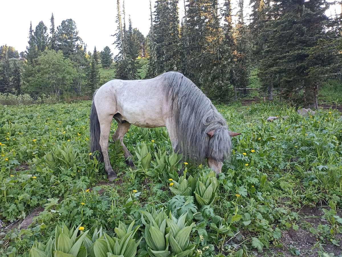 Конь Седой, Прошлая поездка на Алтай