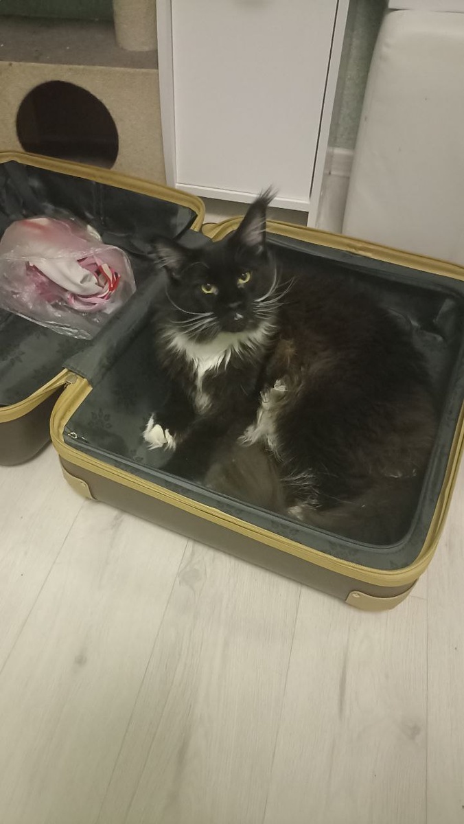 Пуджик собрался в поездку. 