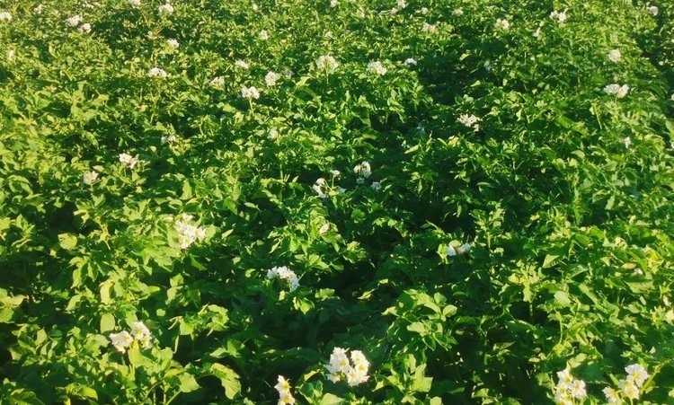    Генетика картофеля вступает в новую эру