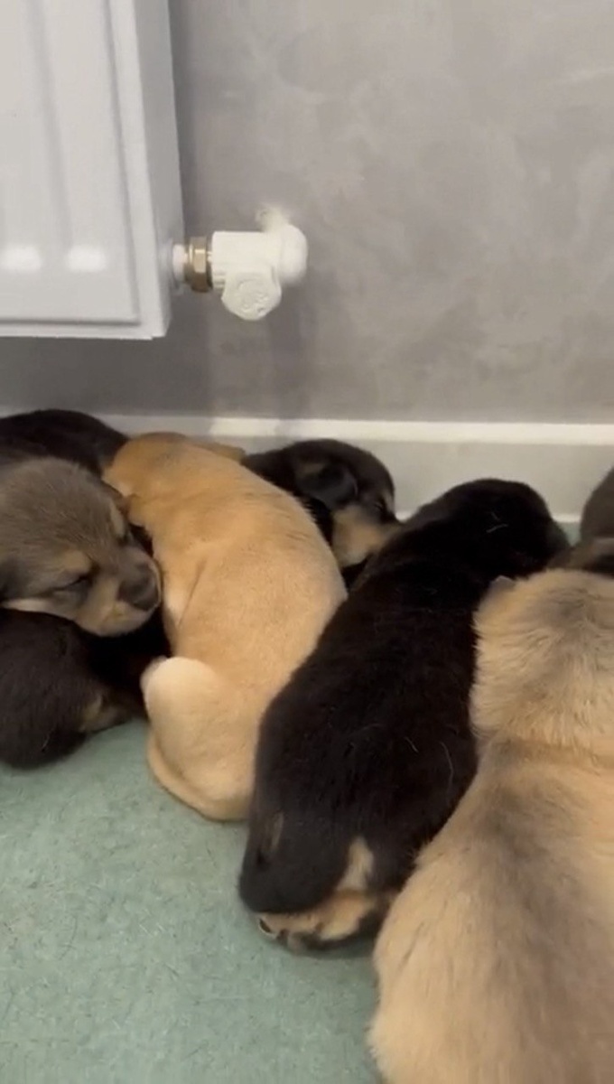 Щеночки-пирожочки, налетайте! Фото из архива автора