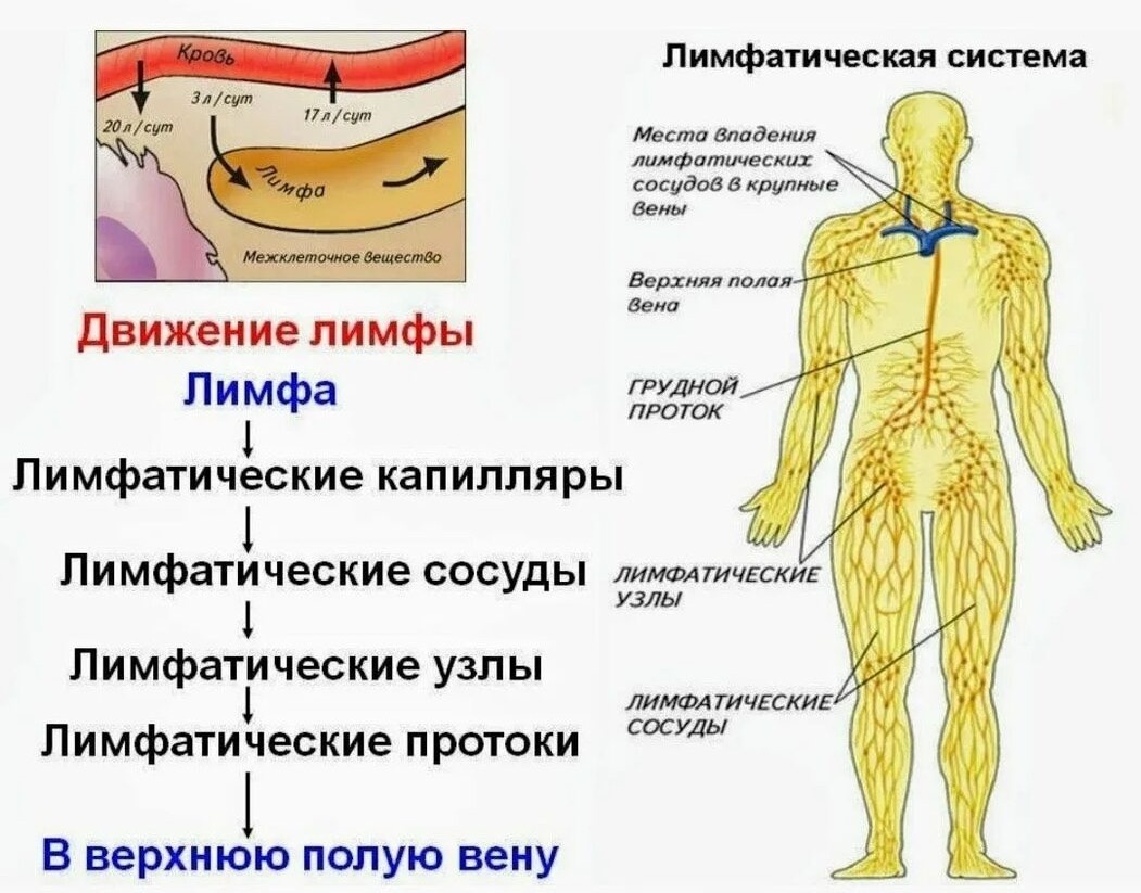 Движения лимфы в организме
