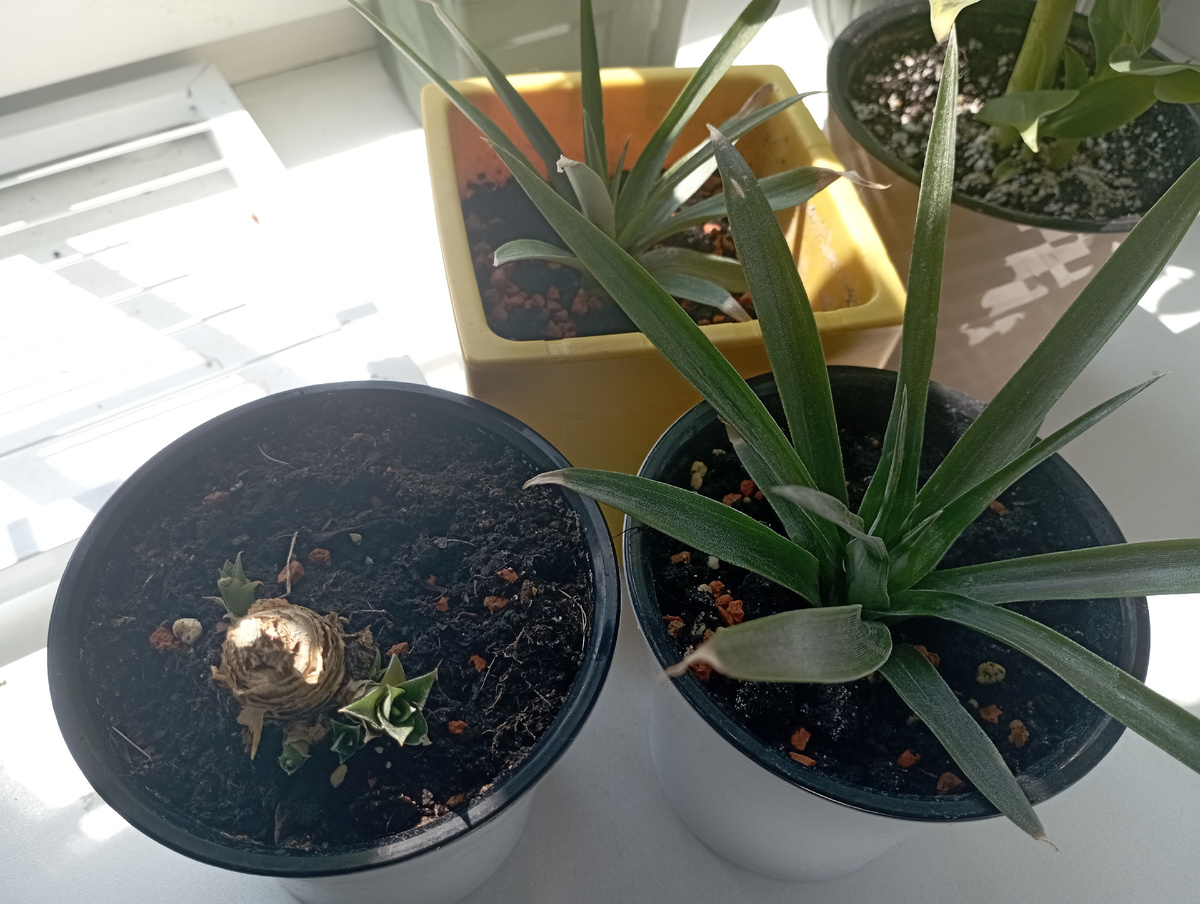 Моя ананасная ферма. 