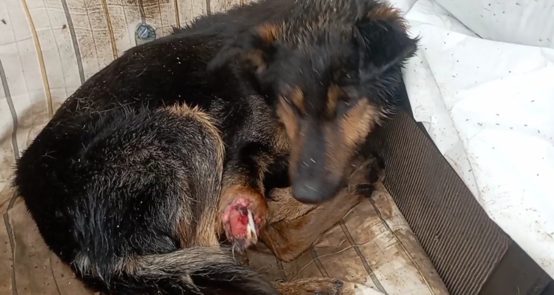 Какая боль... 