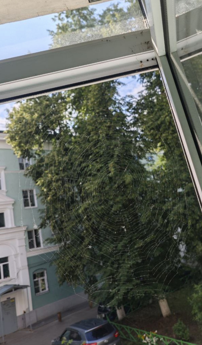 Паутина в окне подъезда. Фото автора.