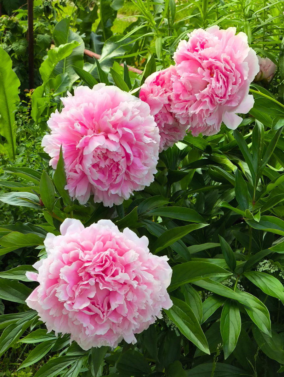 Мои любимые цветы. Фото автора