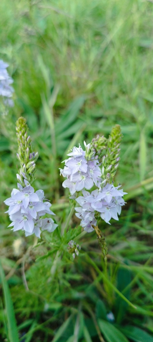 Луговой цветочек