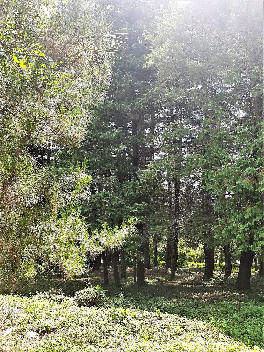 территория санатория в Лазаревском