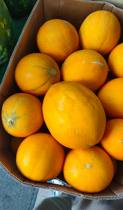 Колхозницы из Казахстана, урожай собирают уже в конце мая