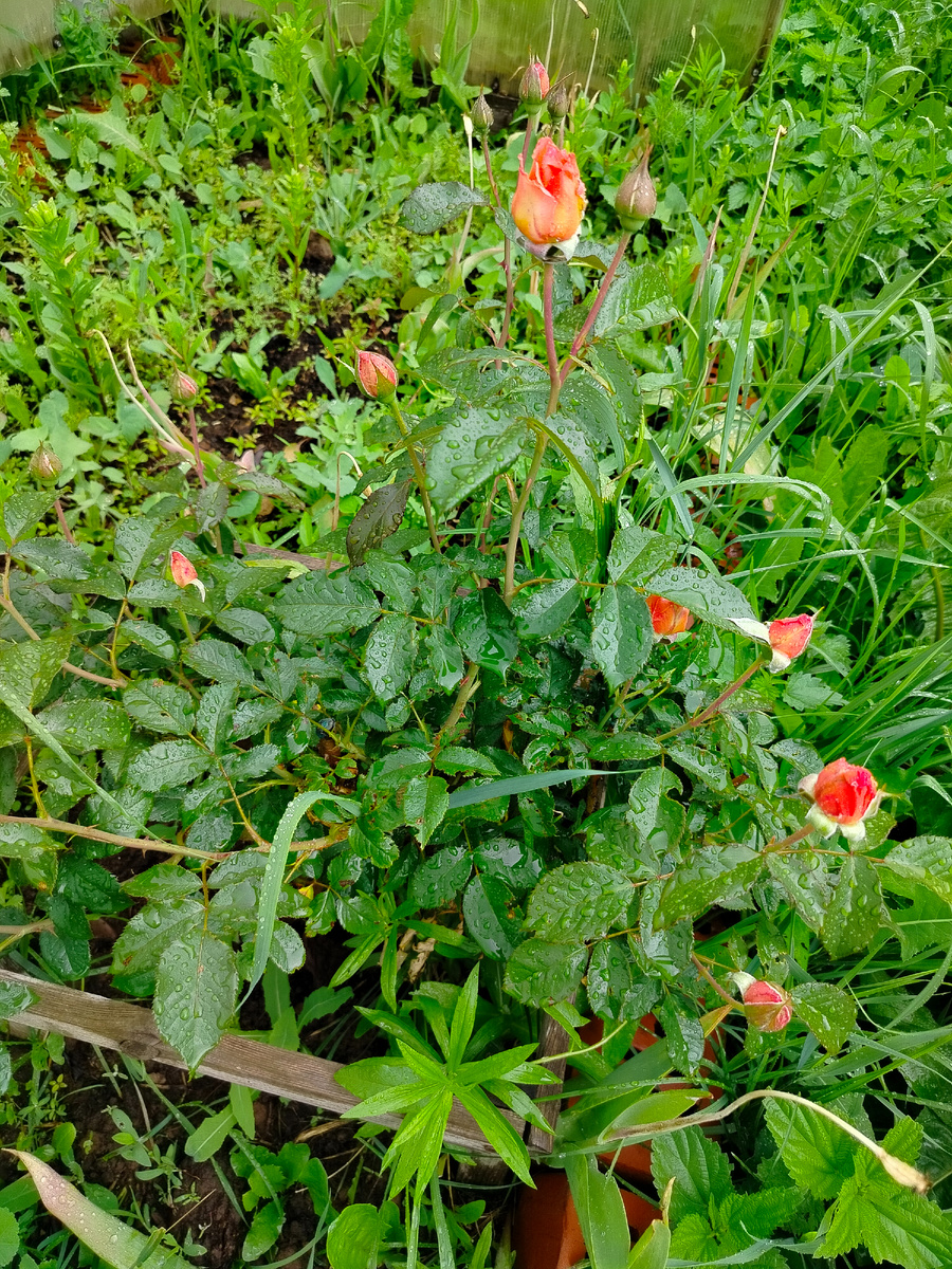 Роза под дождем.