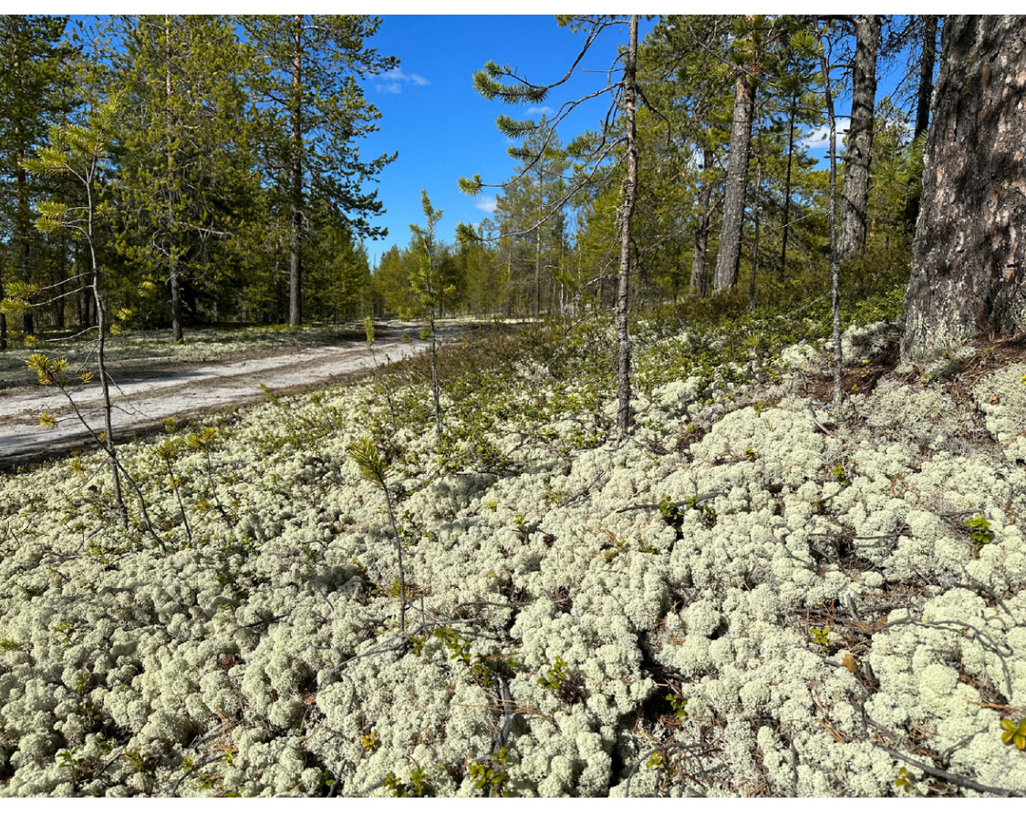 Олений мох.