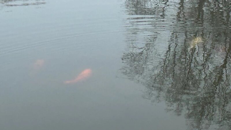     Карпы в Изумрудном. altapress.ru