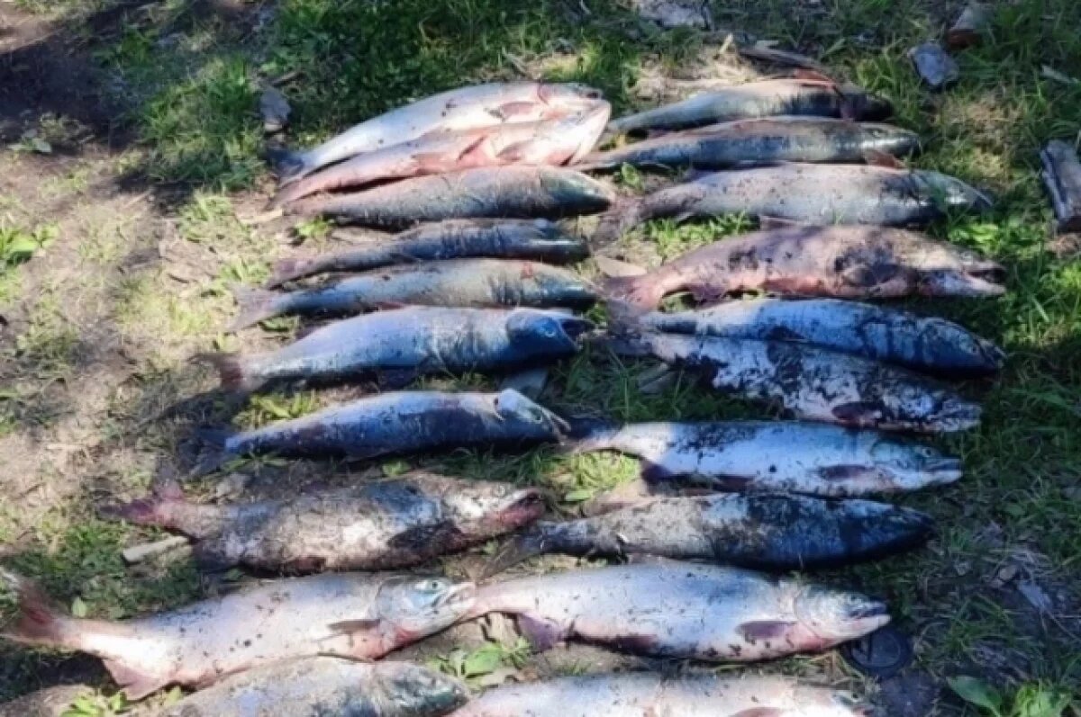    Браконьер с неркой почти на 300 тысяч рублей задержан на р. Камчатка