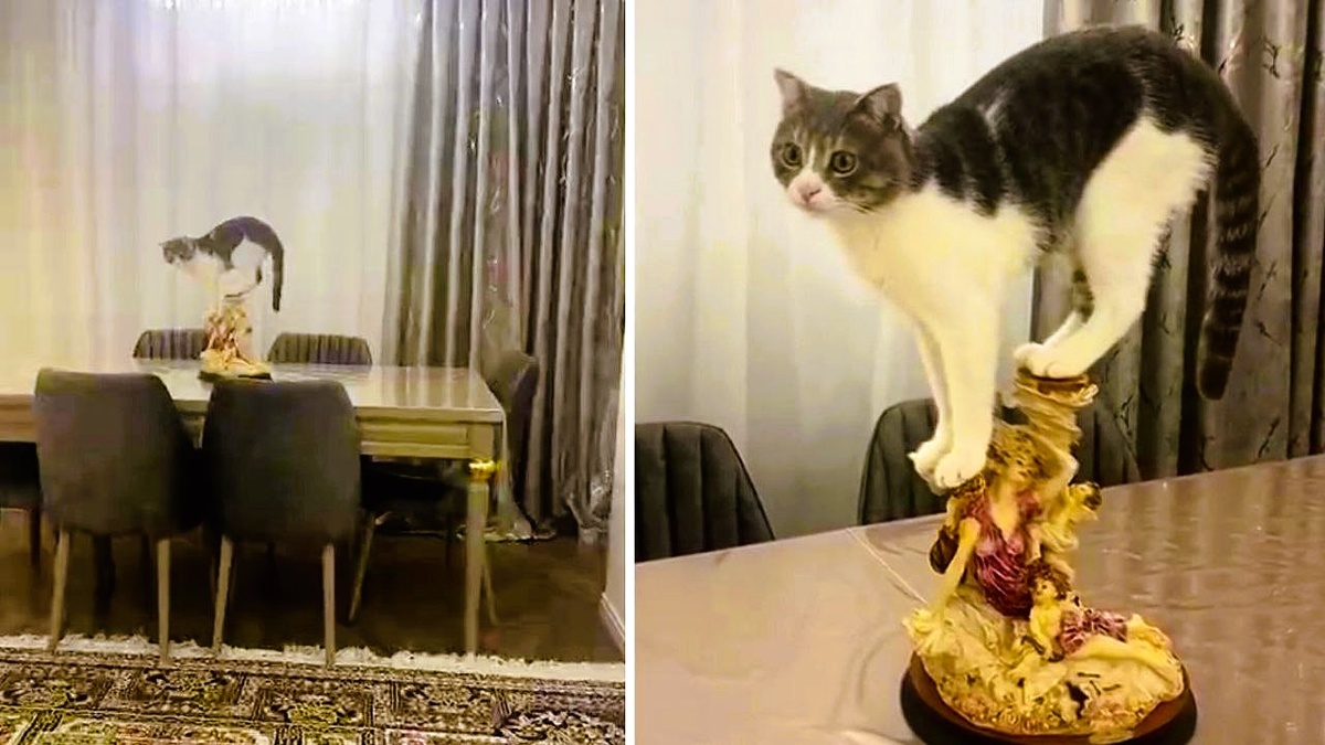 - Василий! Зачем ты опять влез на стол? - Ну... технически - я не на столе!