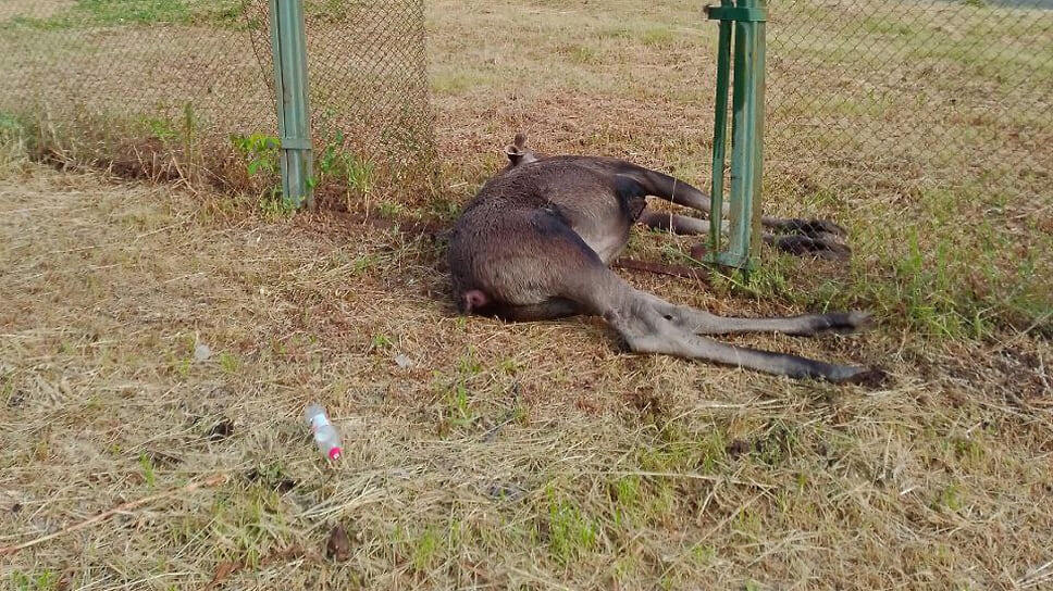 Фото: «Злой ижевчанин», Telegram