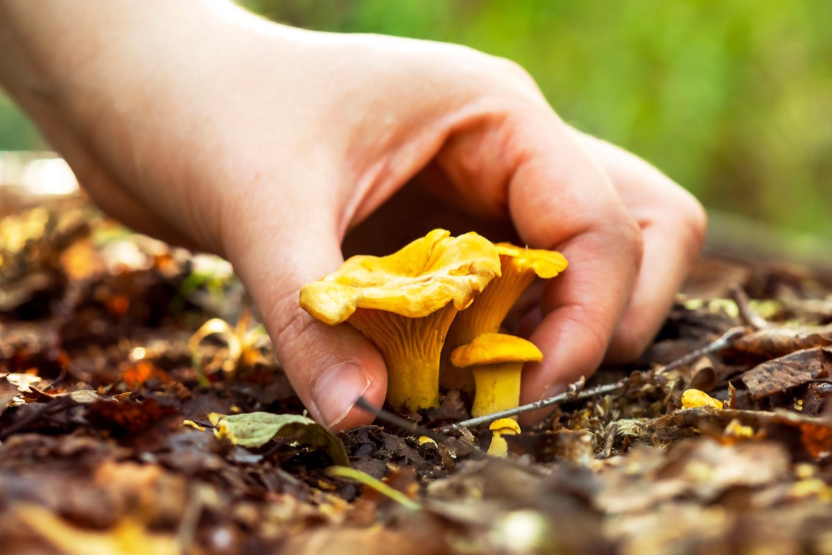    Фото: Natalya_Maisheva / Shutterstock.com