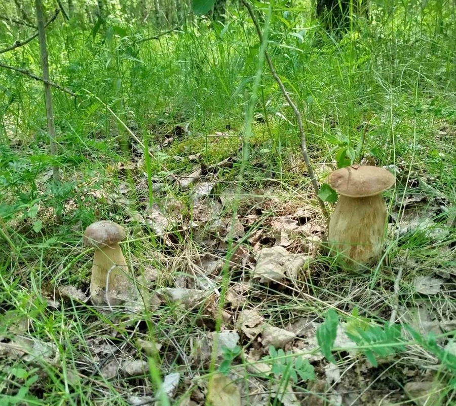    Фото: Грибы: Грибные войска Беларуси / VK