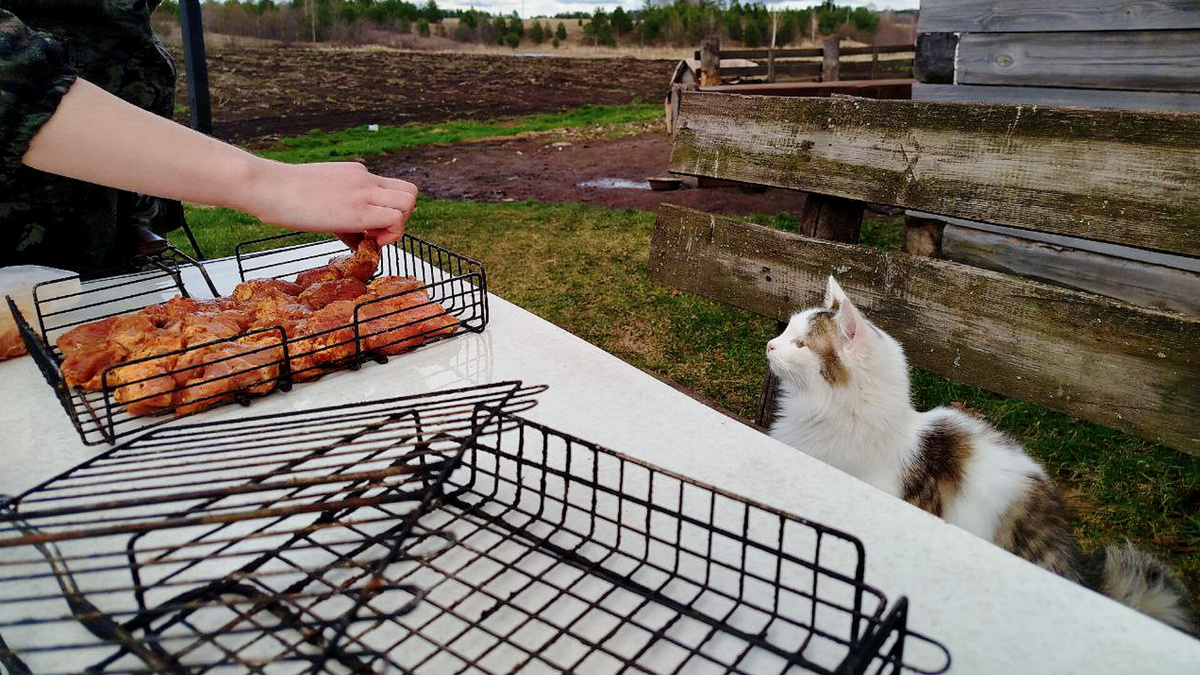 Когда загипнотизировал хозяина и он дает тебе самый большой кусочек шашлыка