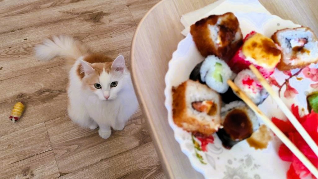 Глядит котик прямо в душу, ждет, что правило нарушу (И угощу его роллами😁) ЕЩЕ фото --->>