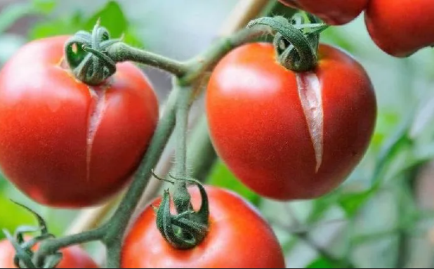 2 кирпича под томат - и все проблемы решены