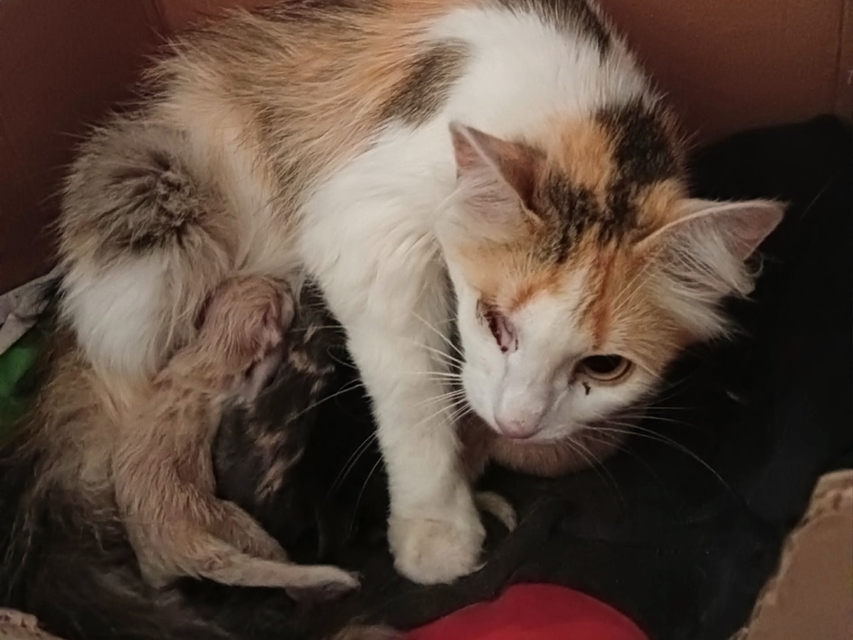 Сейчас Муся на передержке.  Мы ждали этого момента 2 года