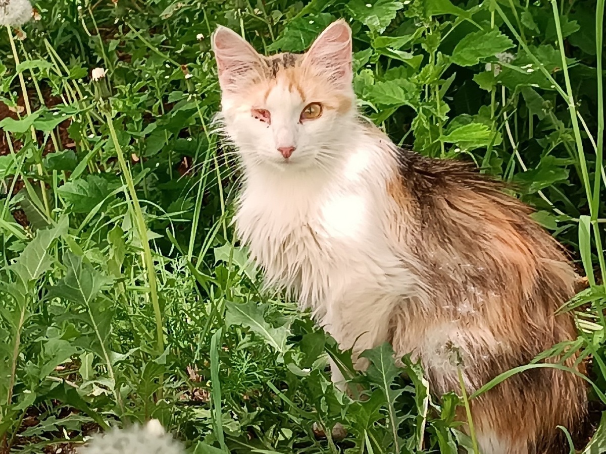 Кошка спряталасть в траву, но нам удалось её сфотографировать.